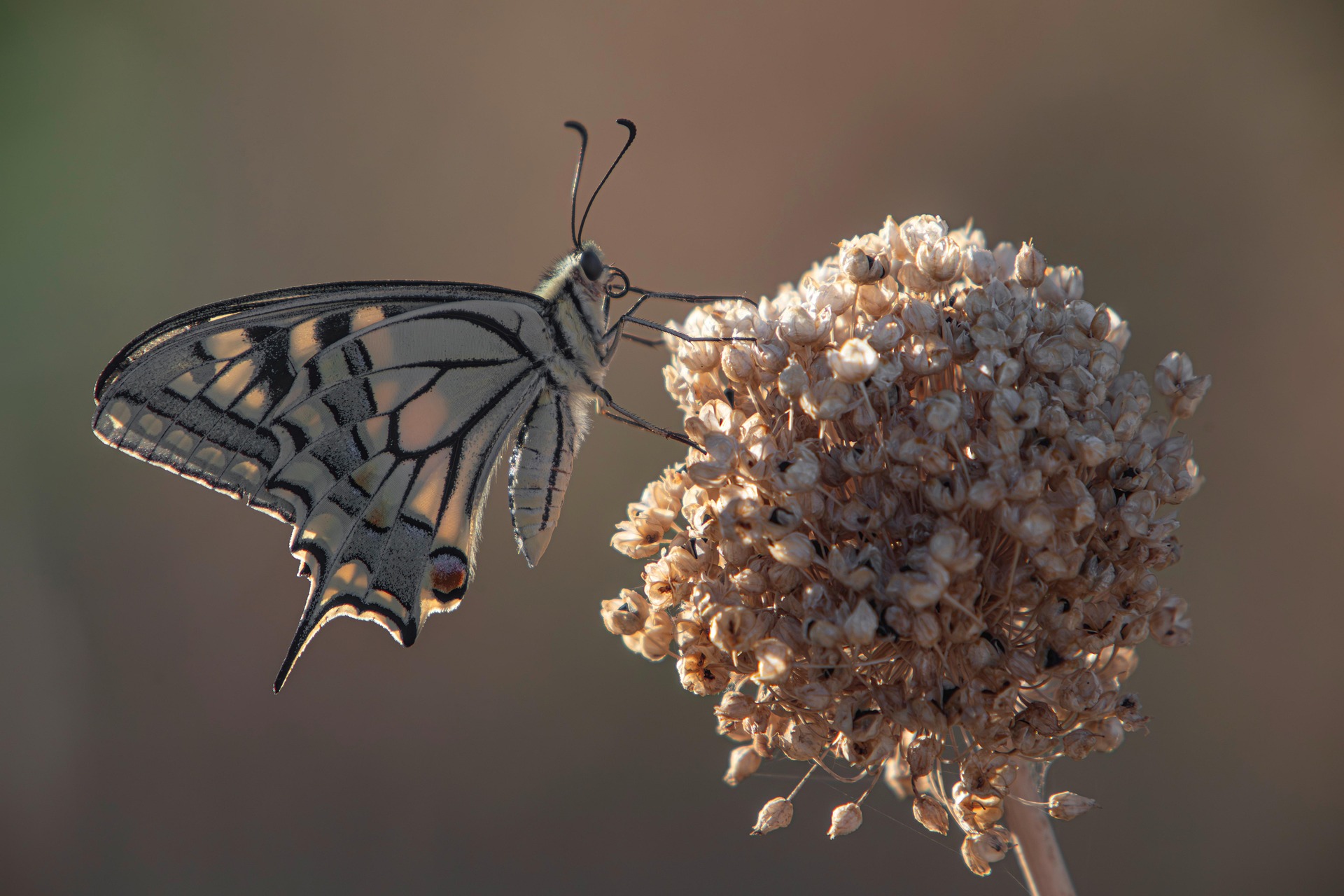 Old World Swallowtail (Papilio machaon)