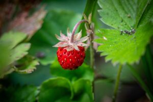 Wild strawberry (Fragaria vesca)