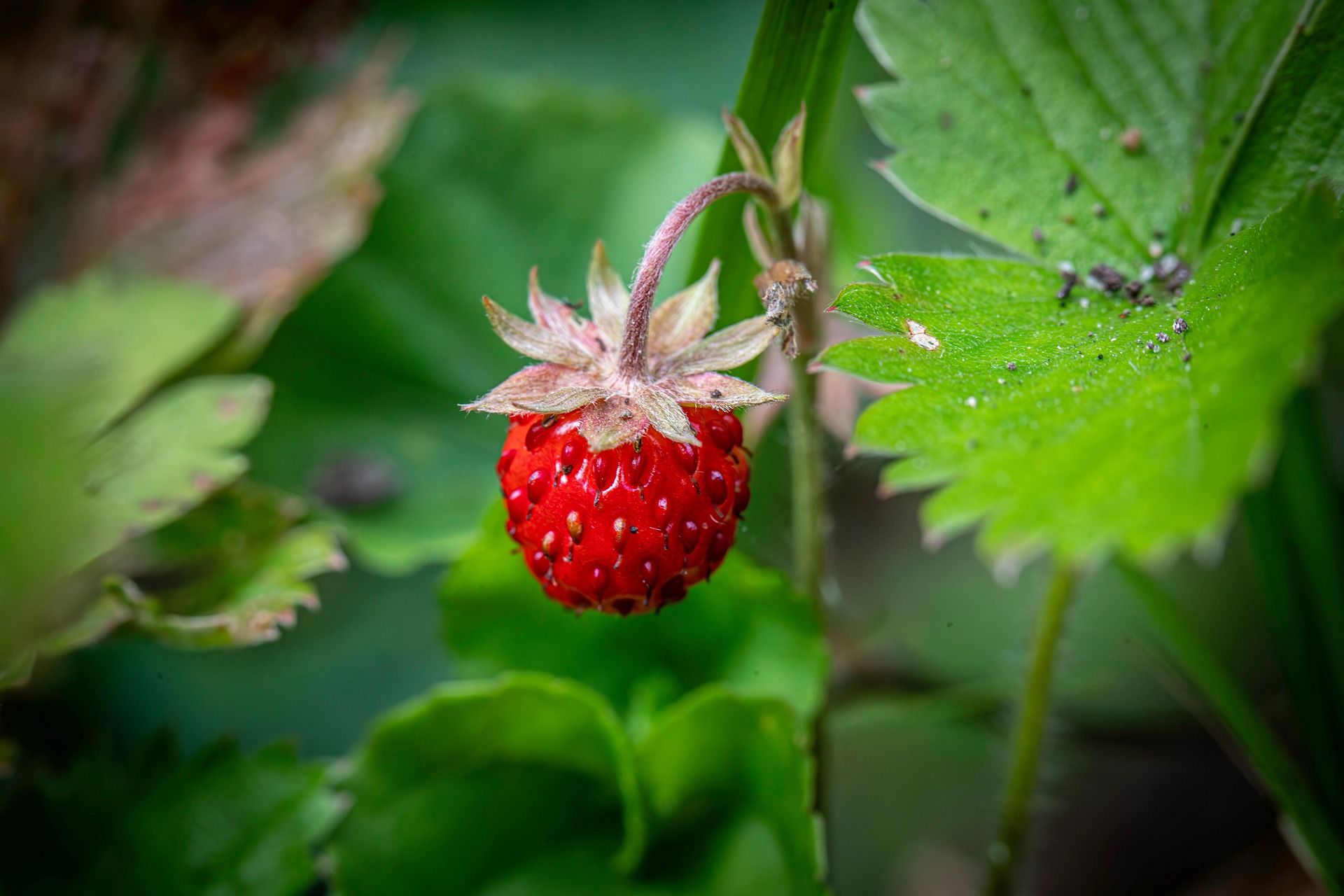 Wild strawberry (Fragaria vesca)