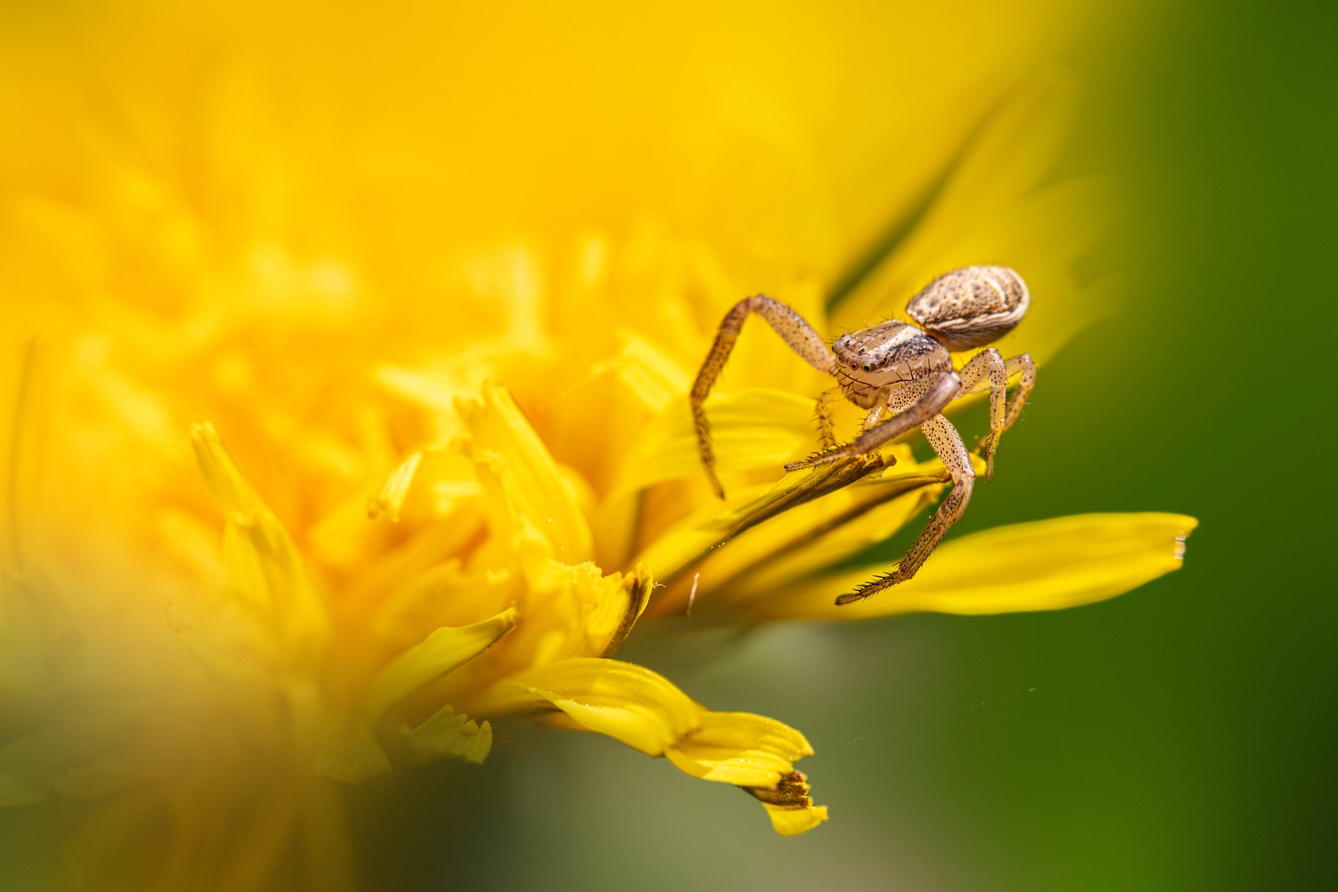 Common crab spider (Xysticus cristatus)