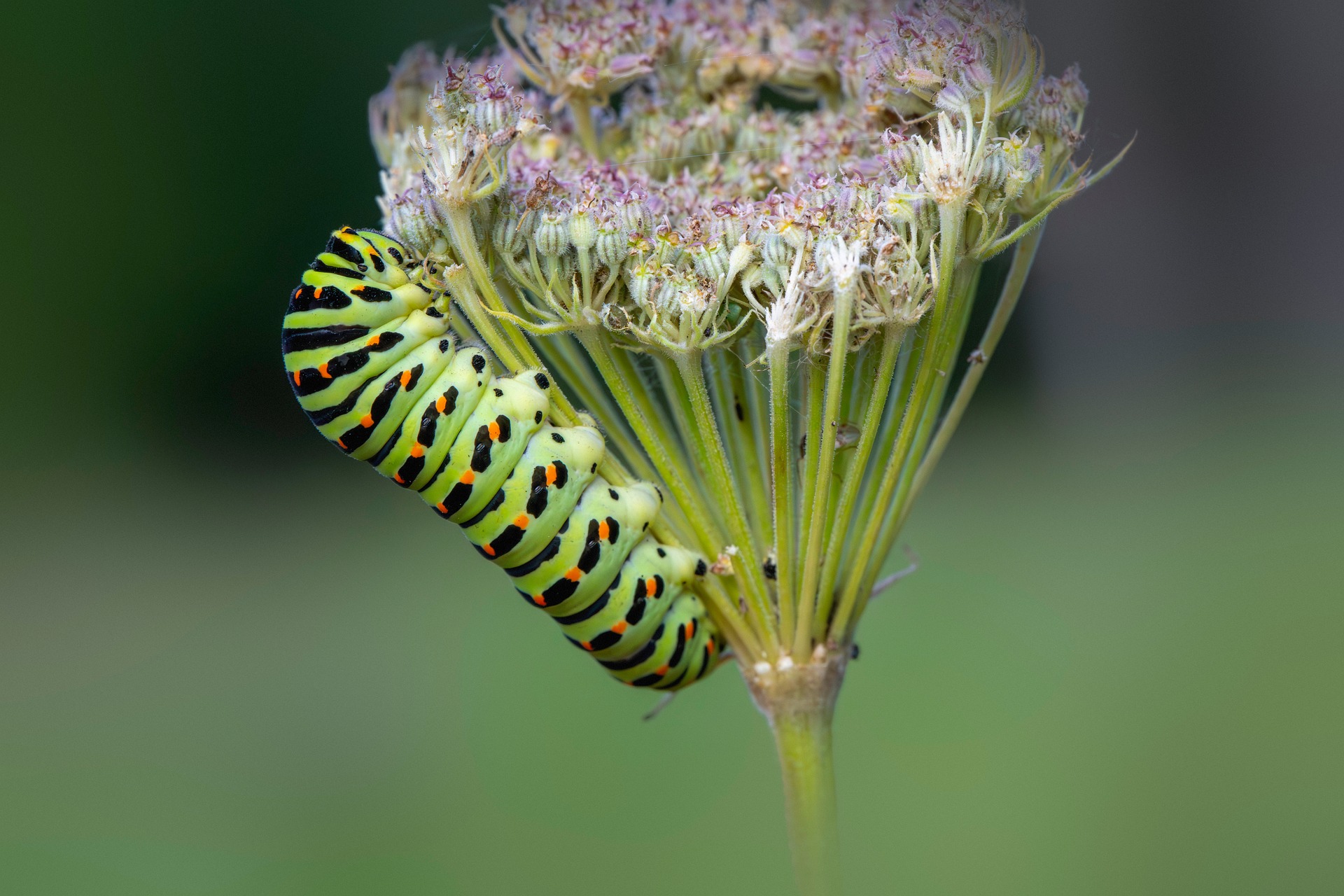 Old World Swallowtail (Papilio machaon)