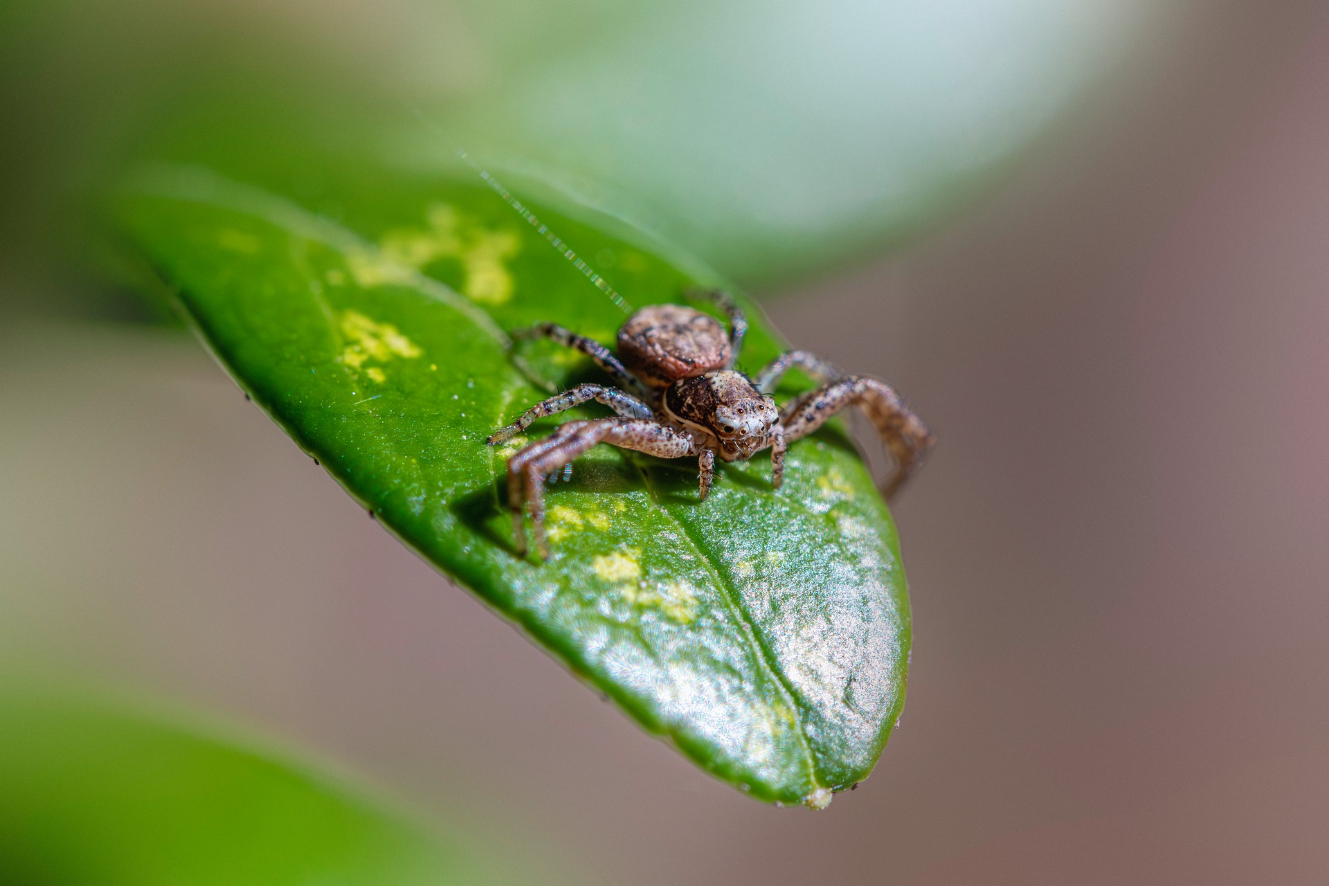 Common crab spider (Xysticus cristatus)v