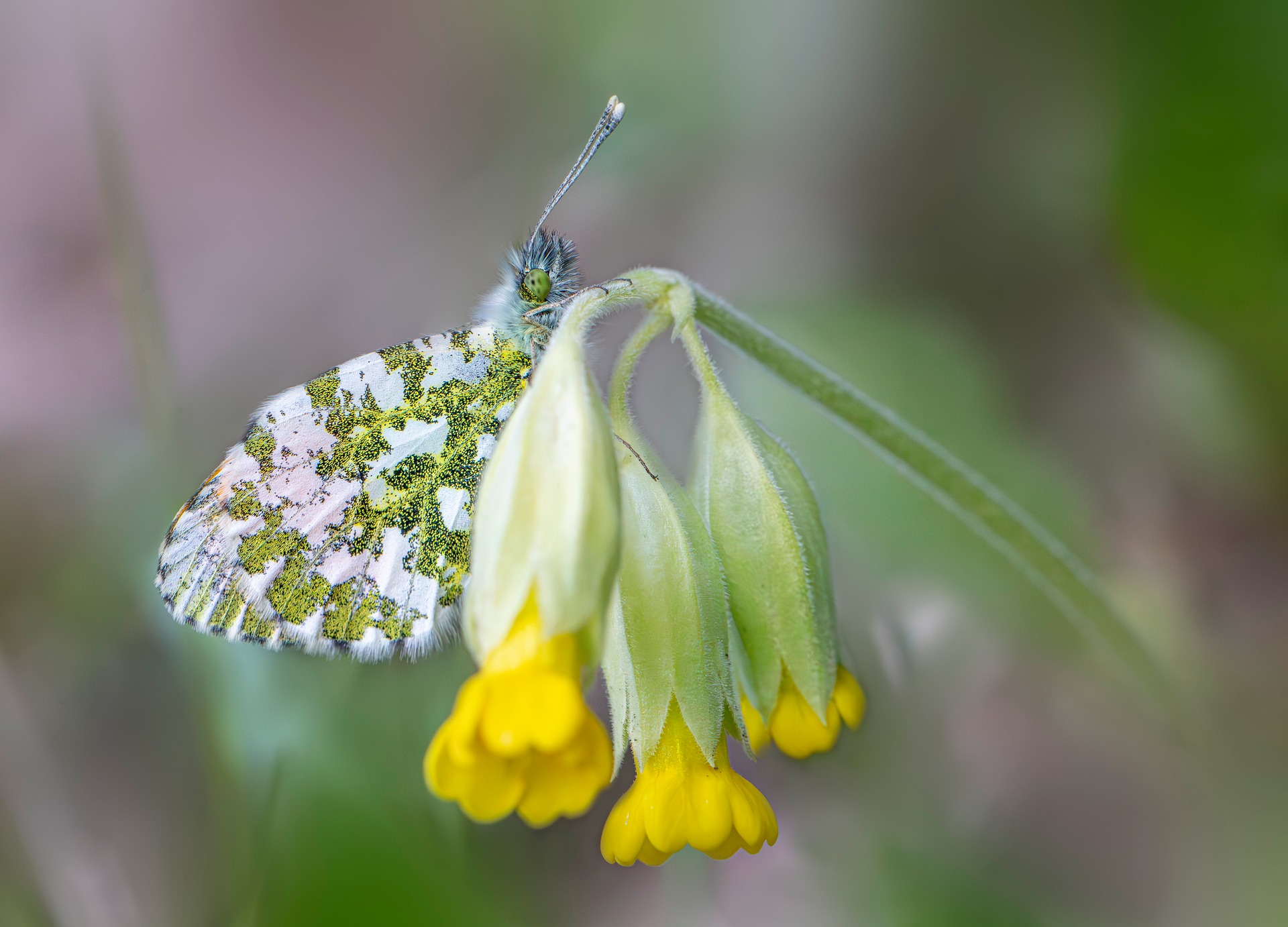 Orange Tip Butterfly (Anthocharis cardamines)