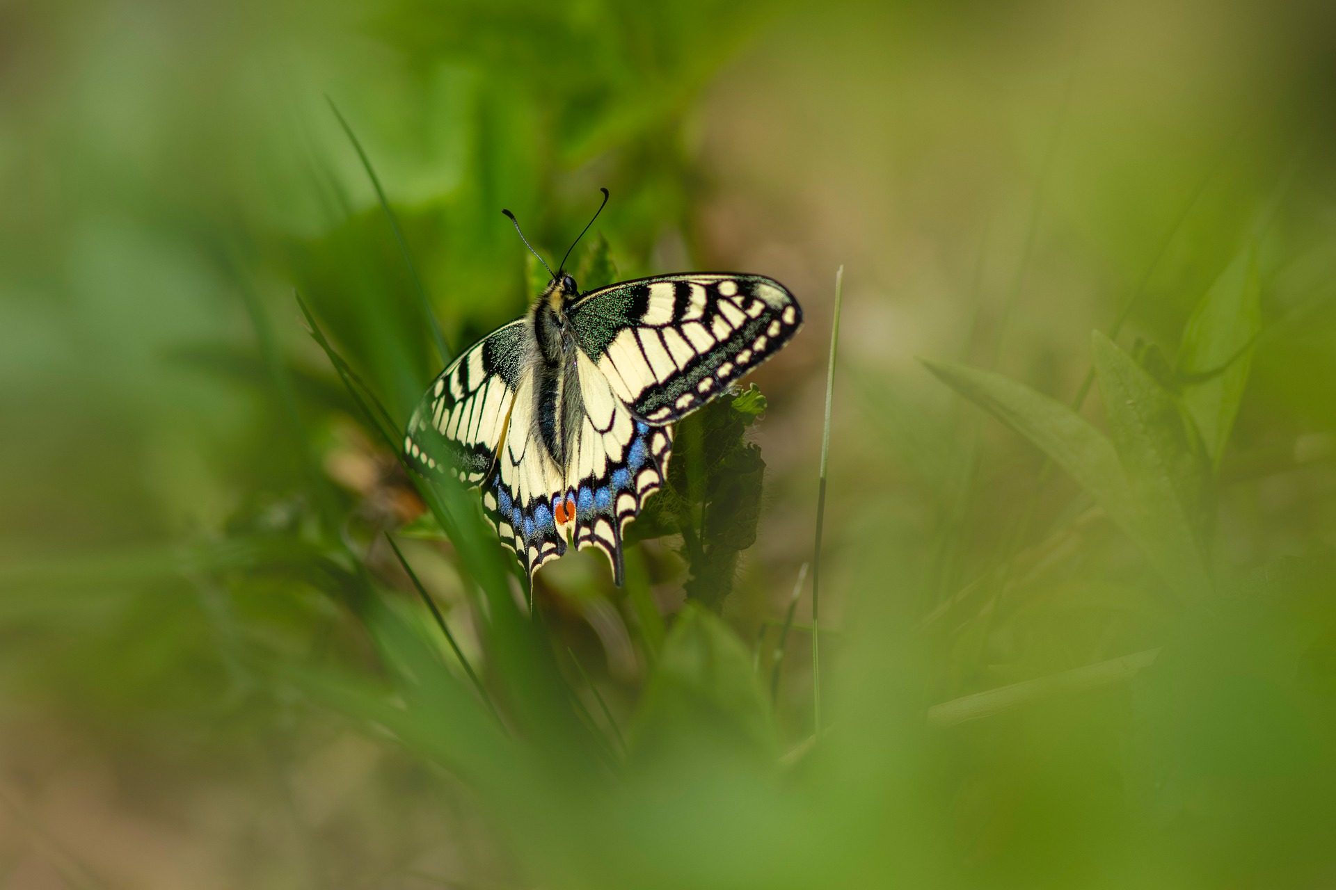 Old World Swallowtail (Papilio machaon)
