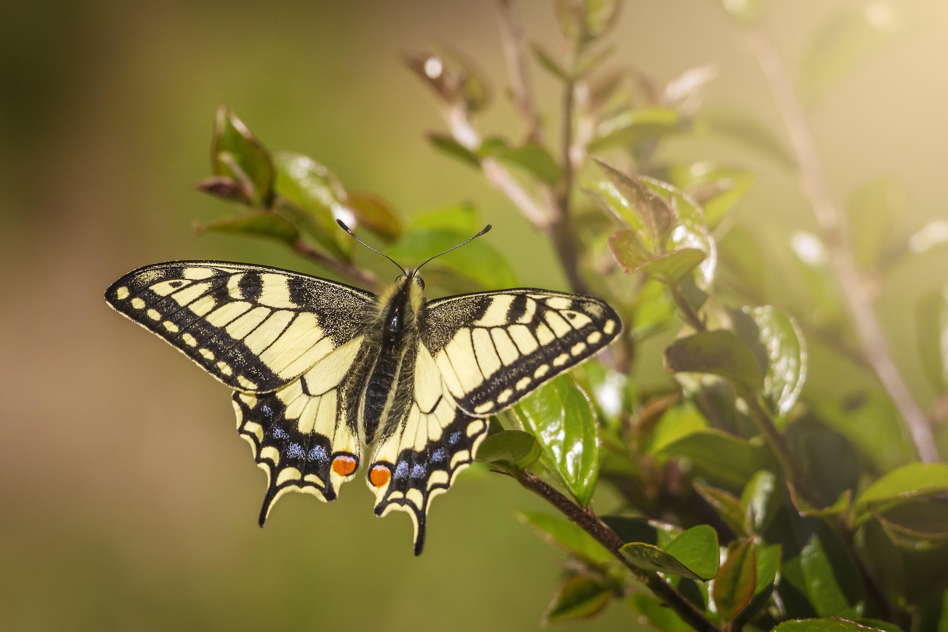 Old World Swallowtail (Papilio machaon)