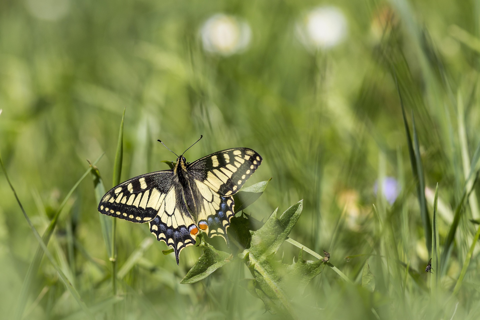Old World Swallowtail (Papilio machaon)