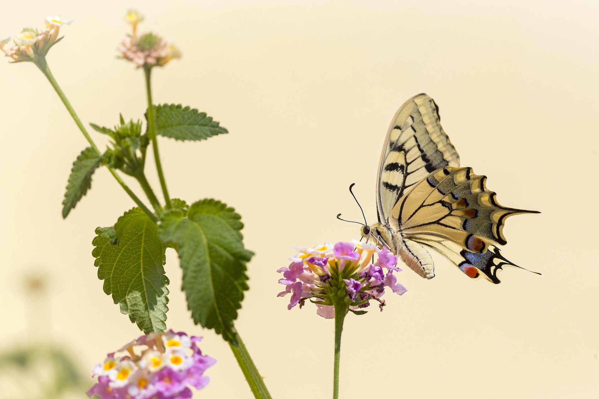 Old World Swallowtail (Papilio machaon)