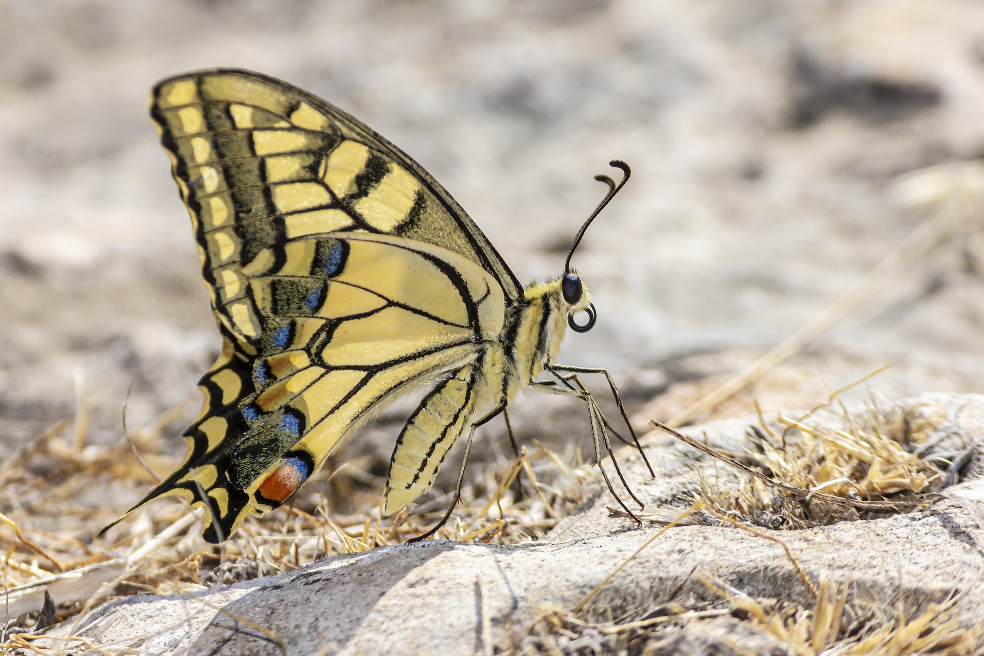 Old World Swallowtail (Papilio machaon)