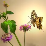 Old World Swallowtail (Papilio machaon)