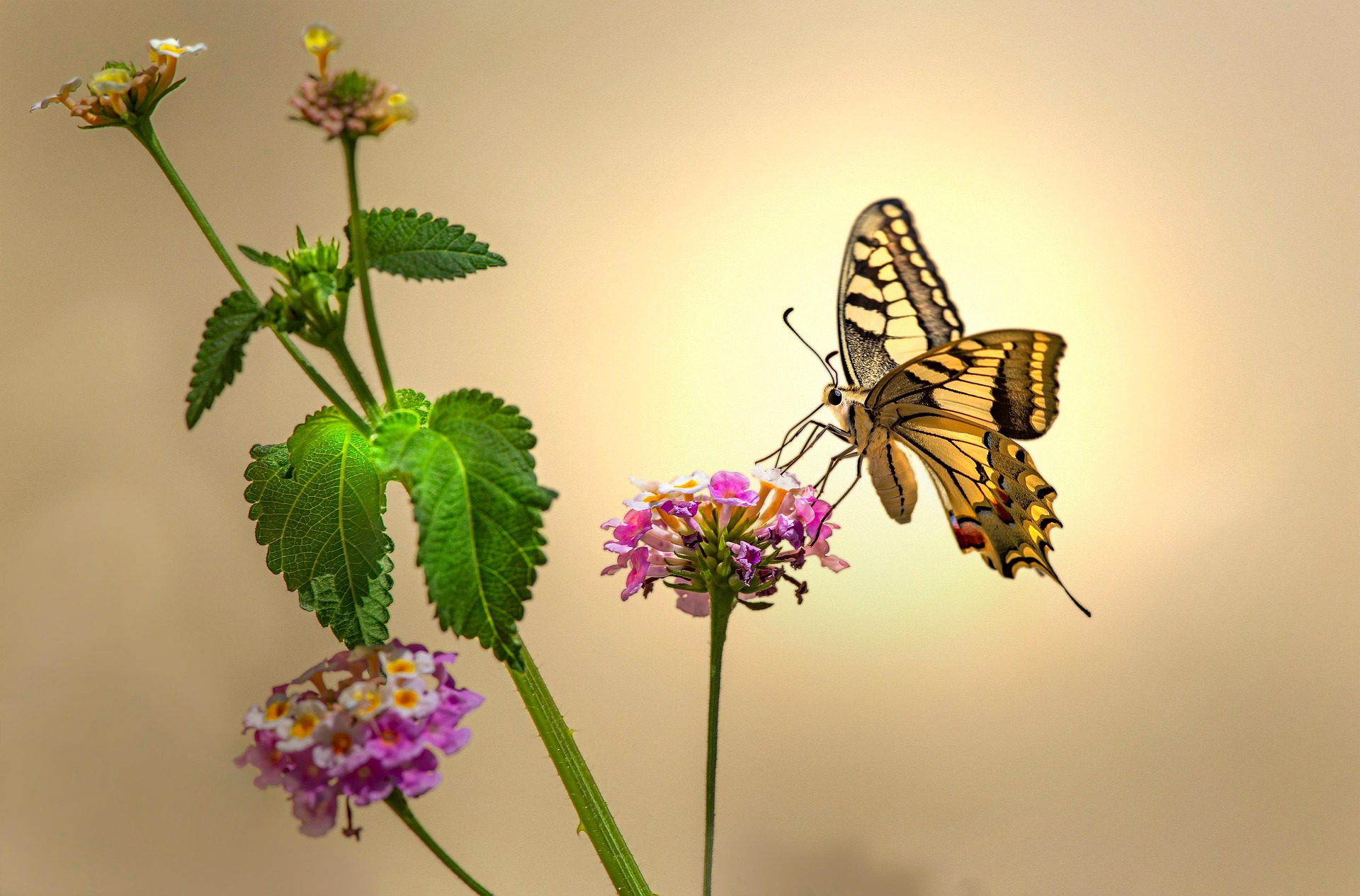 Old World Swallowtail (Papilio machaon)