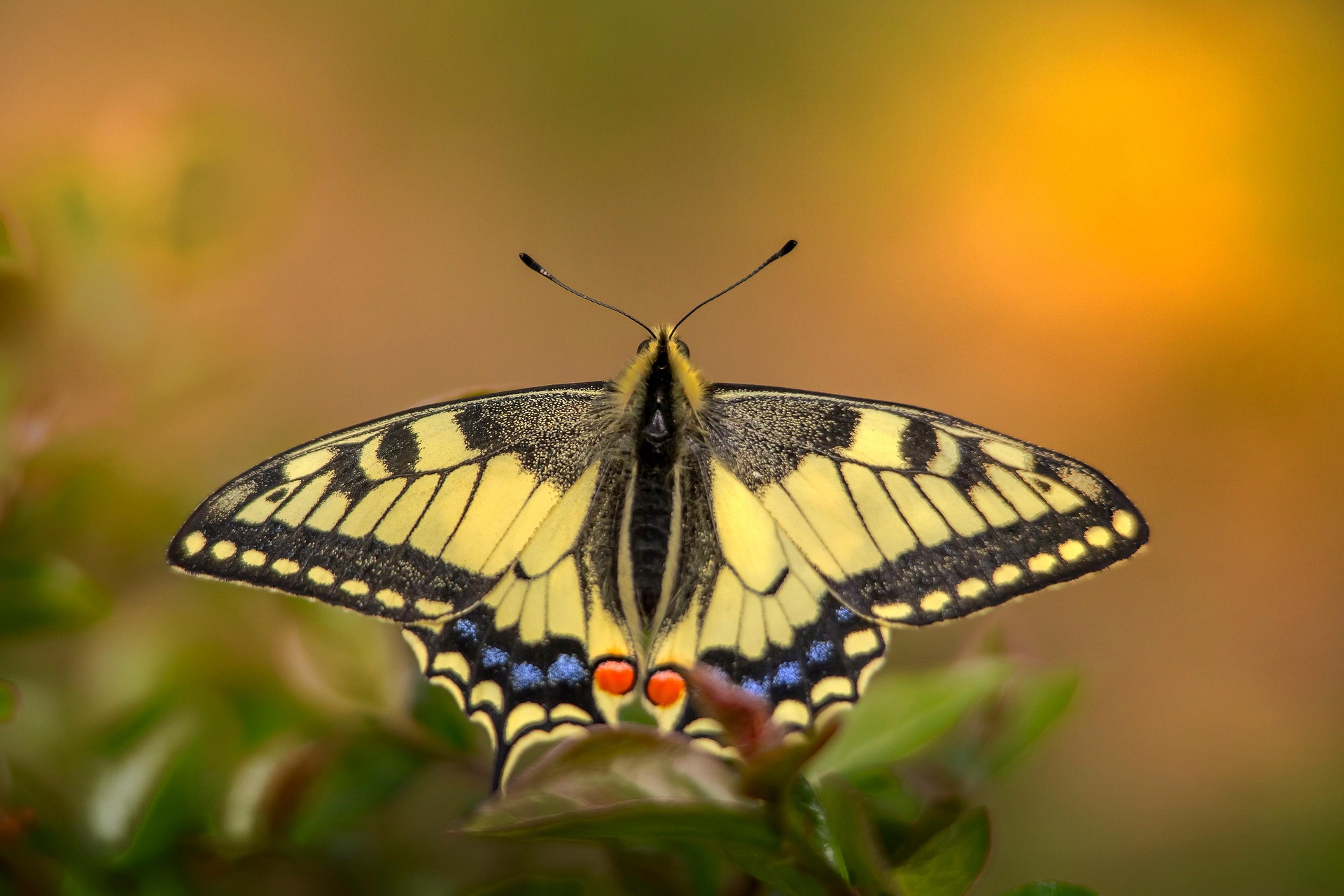 Old World Swallowtail (Papilio machaon)