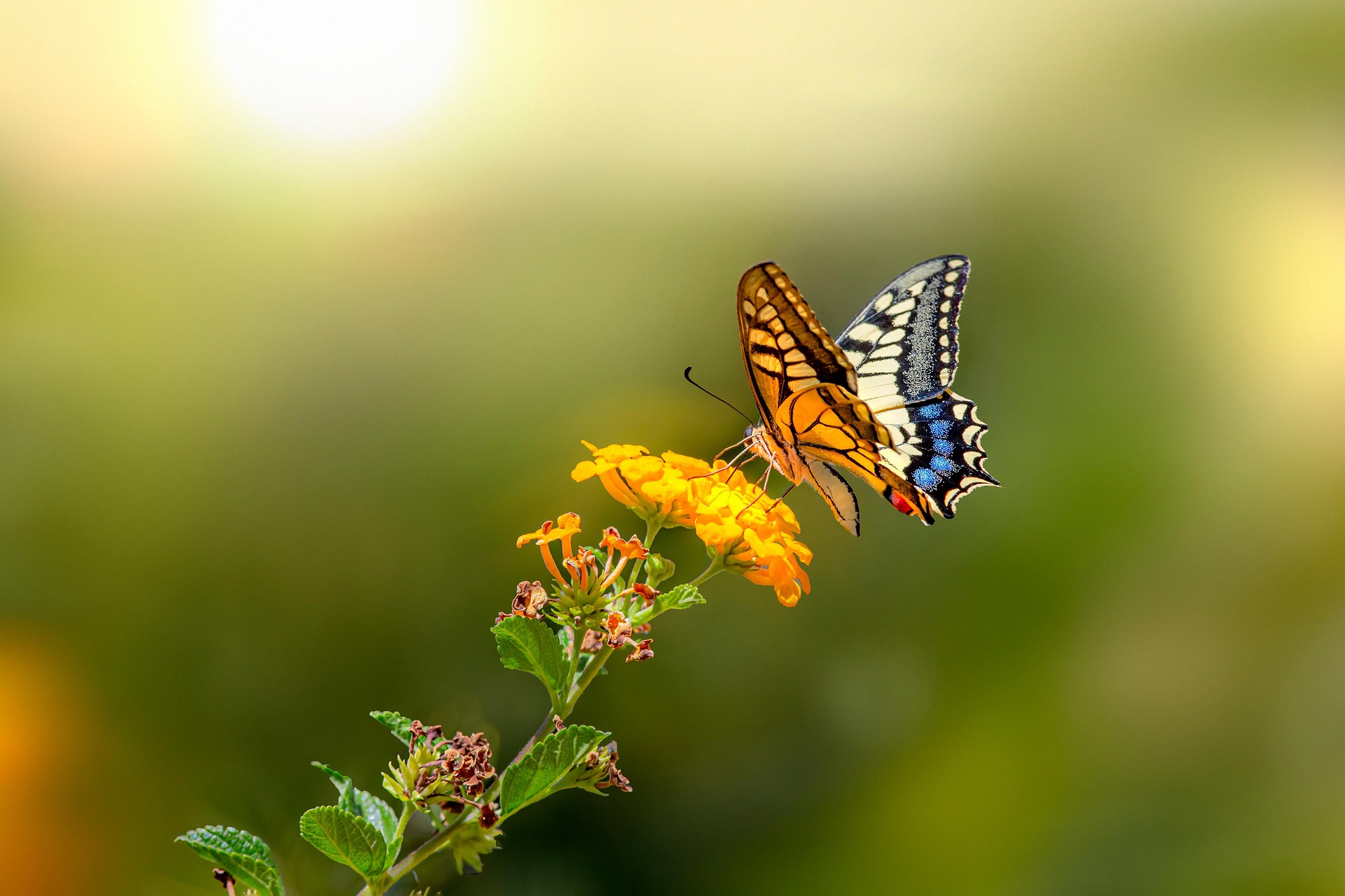 Old World Swallowtail (Papilio machaon)