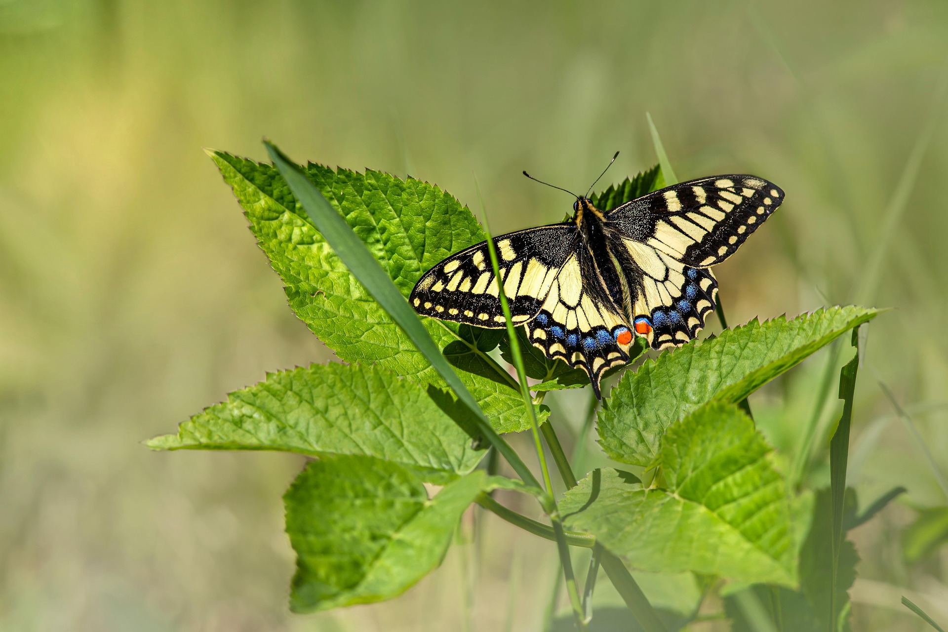 Old World Swallowtail (Papilio machaon)