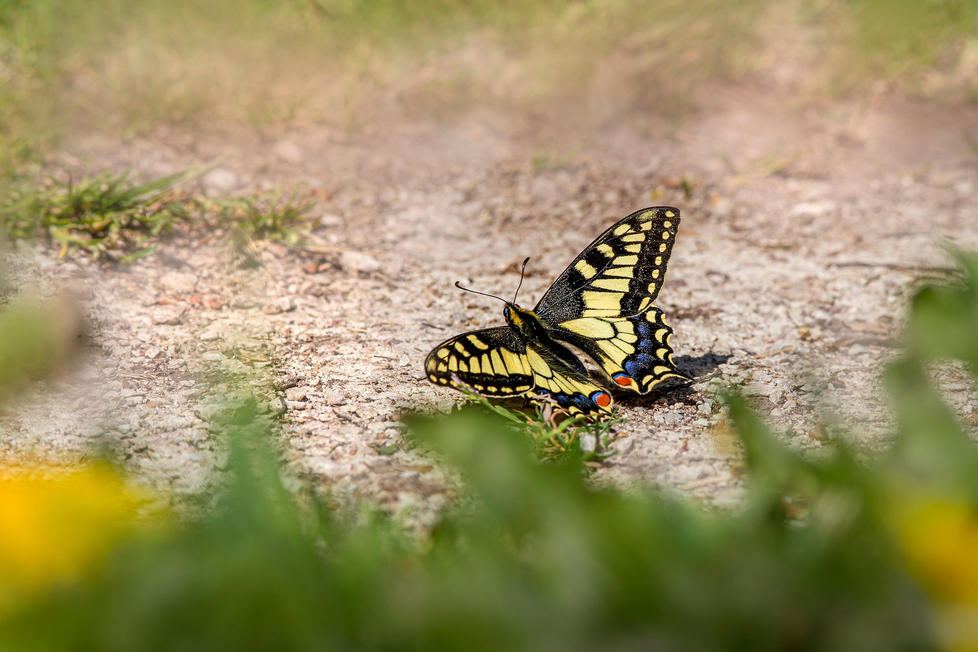 Old World Swallowtail (Papilio machaon)