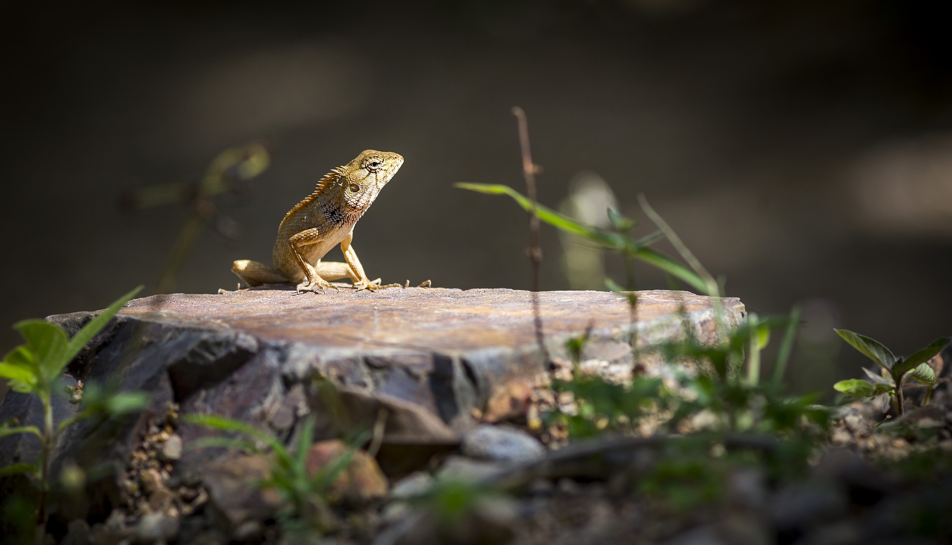 Oriental garden lizard (Calotes vesicolor)