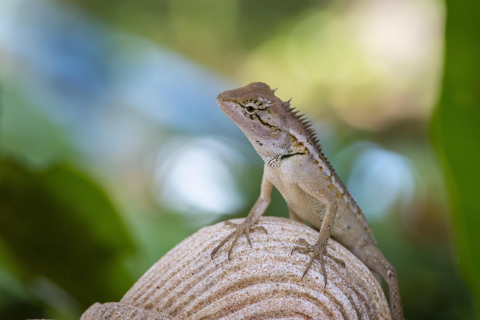 Oriental garden lizard (Calotes vesicolor)