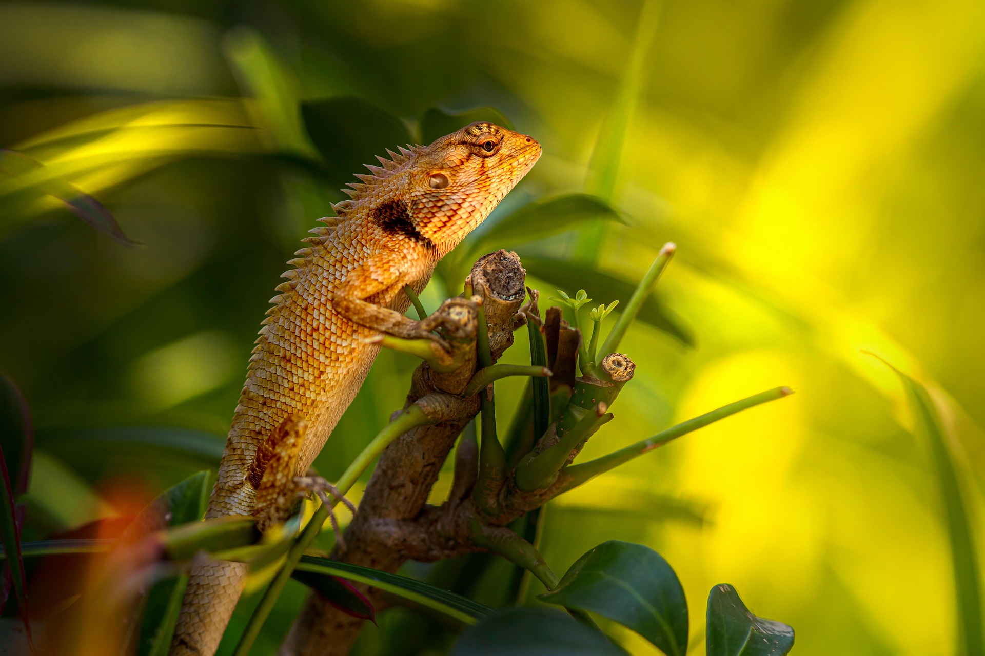 Oriental garden lizard (Calotes vesicolor)