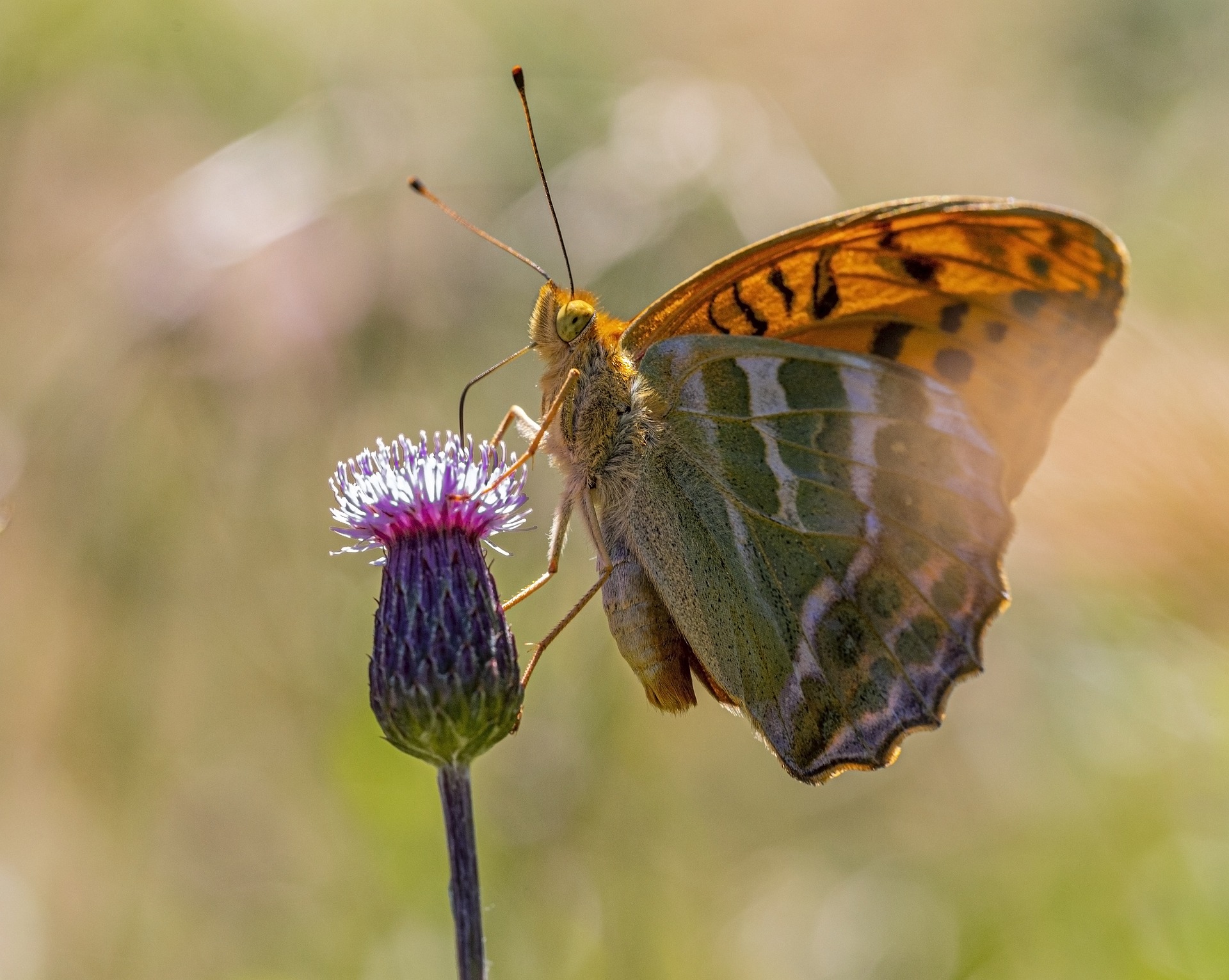 Silver-washed Fritillary (Argynnis paphia)