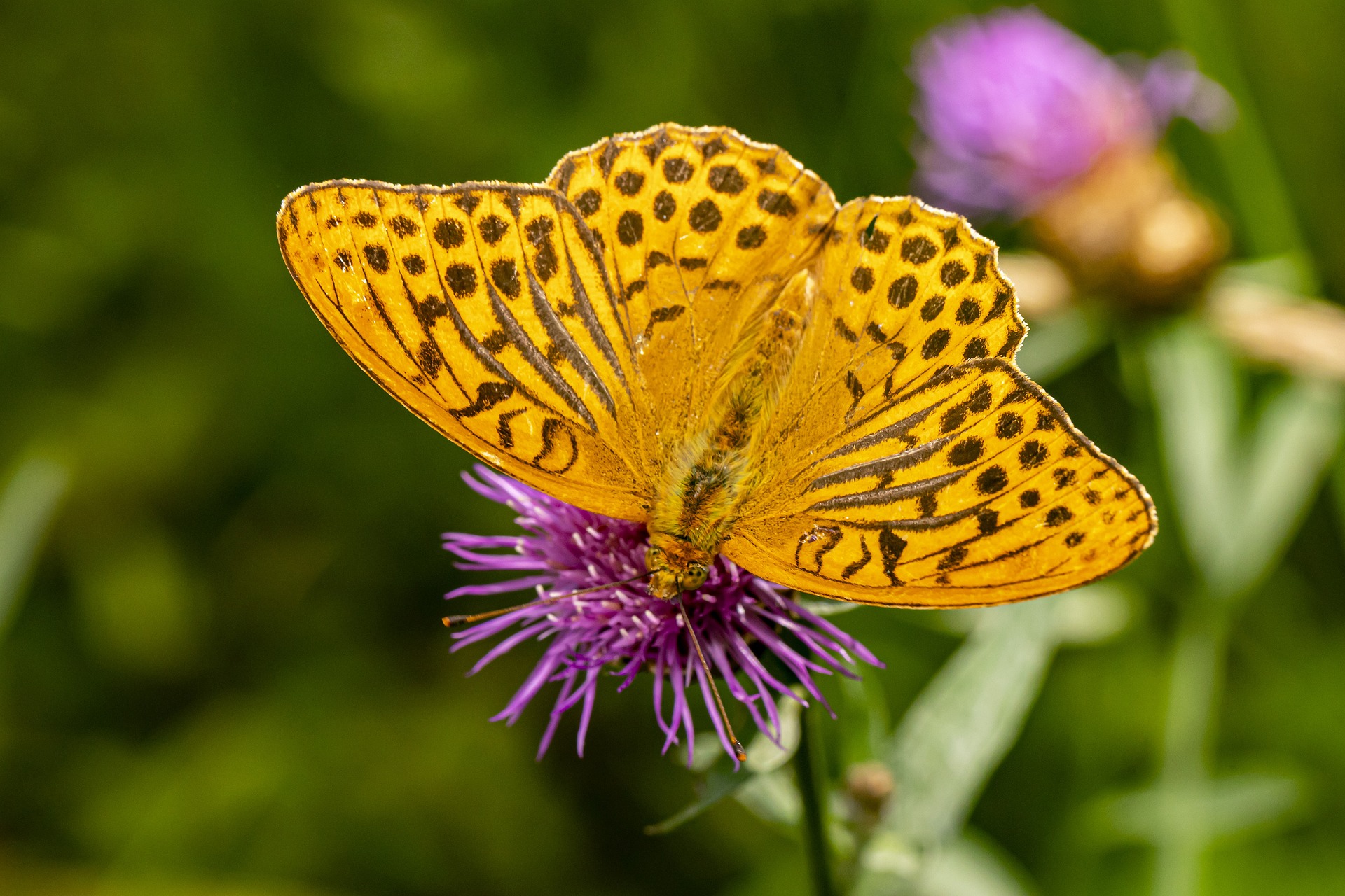 Silver-washed Fritillary (Argynnis paphia)