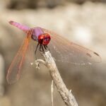 Violet Dropwing (Trithemis annulata)