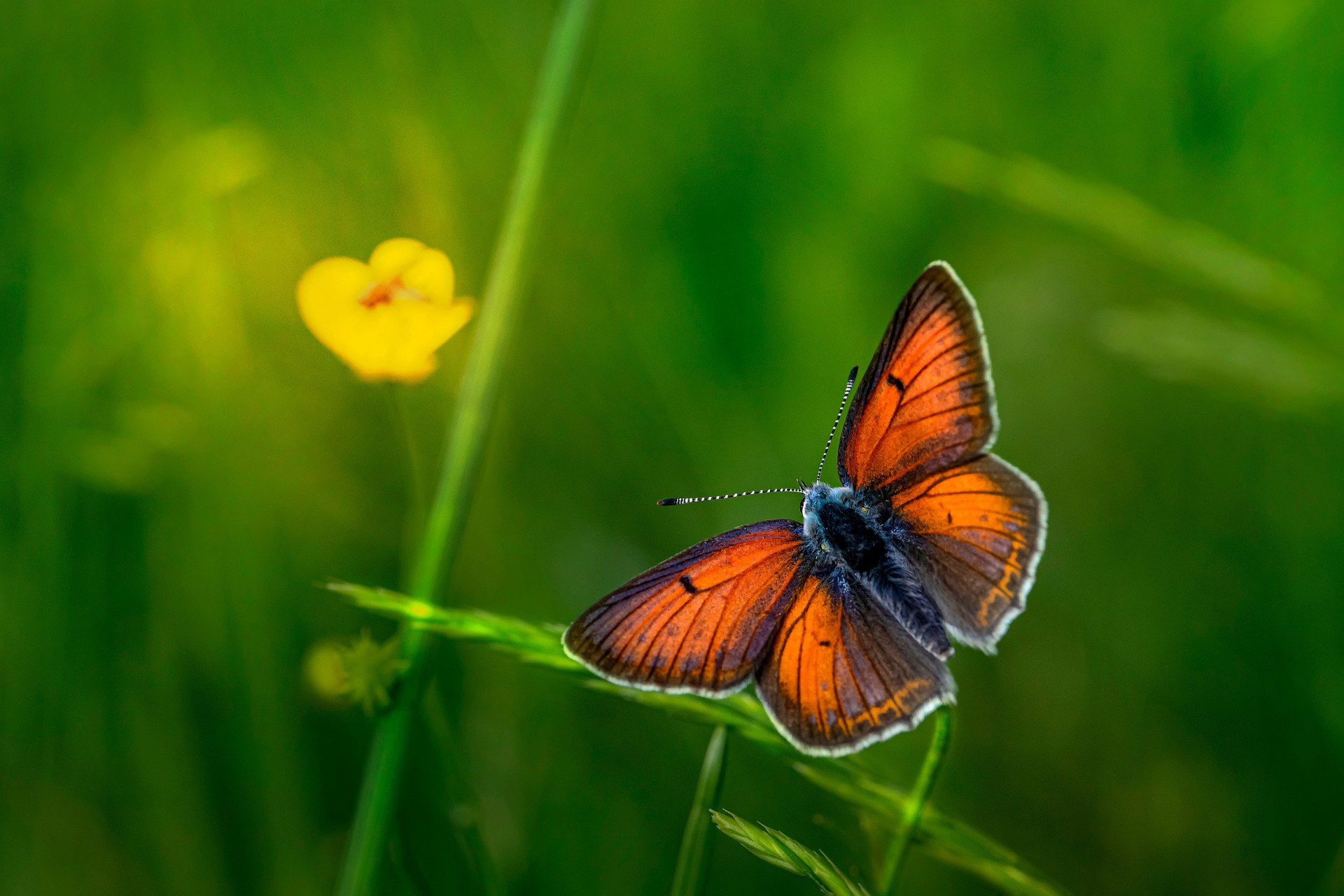 Purple-edged copper (Lycaena hippothoe)