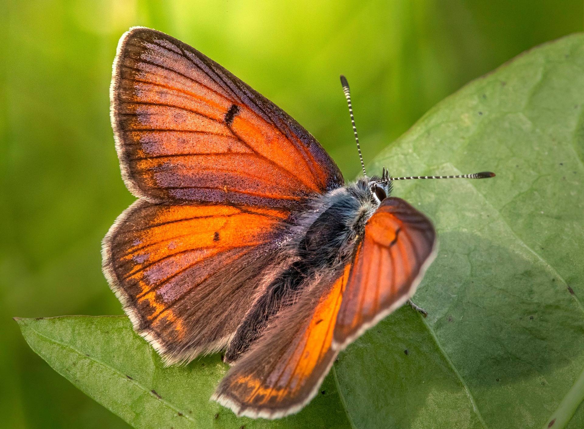 Purple-edged copper (Lycaena hippothoe)