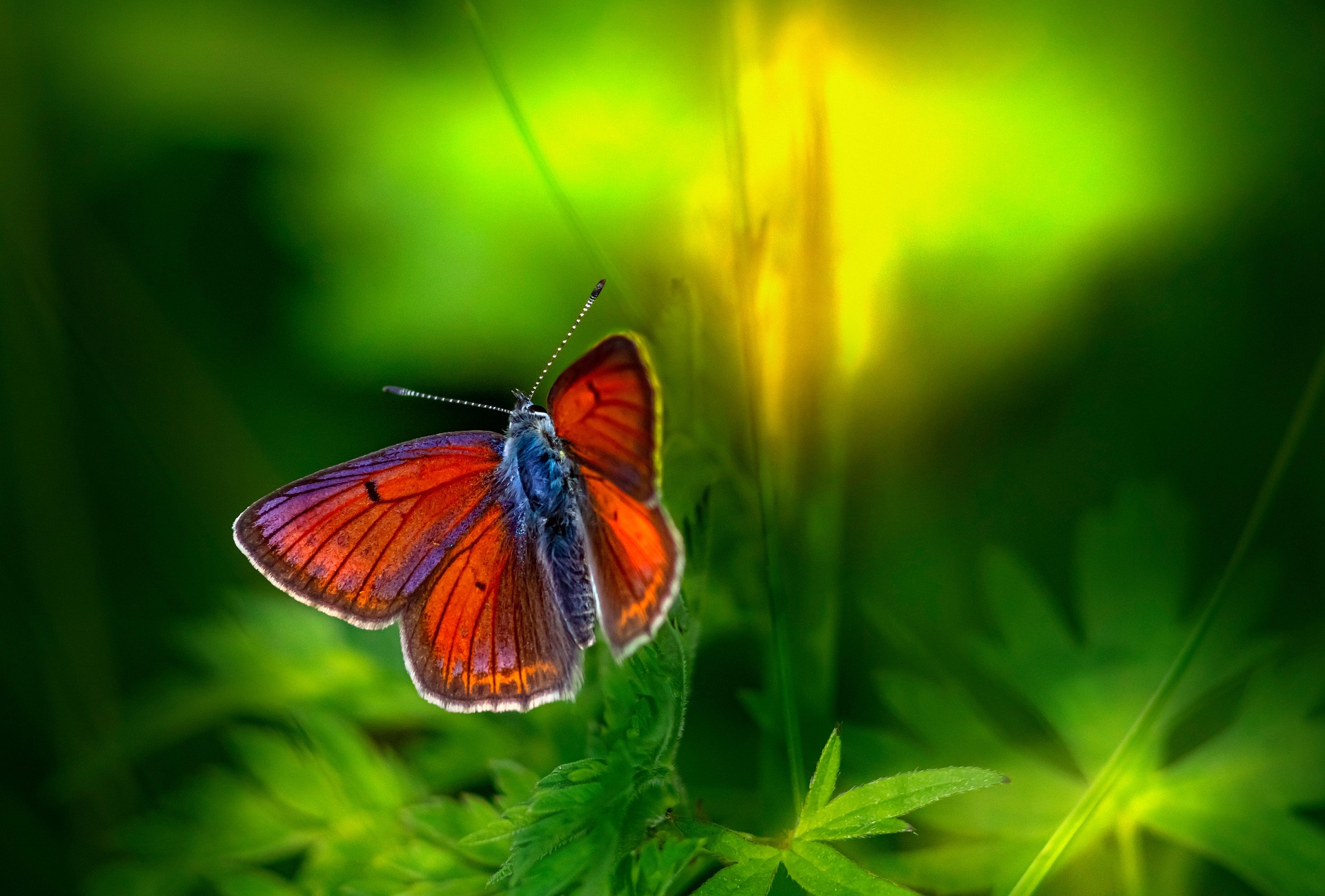 Purple-edged copper (Lycaena hippothoe)