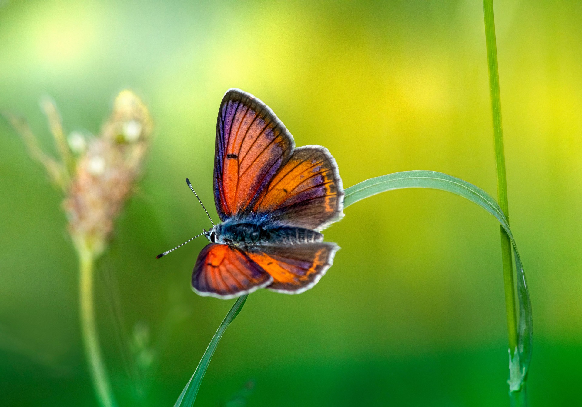 Purple-edged copper (Lycaena hippothoe)