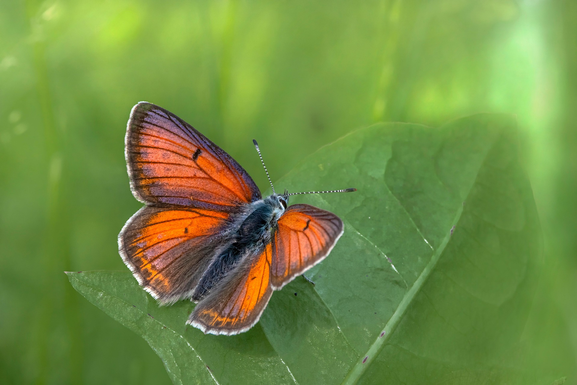 Purple-edged copper (Lycaena hippothoe)