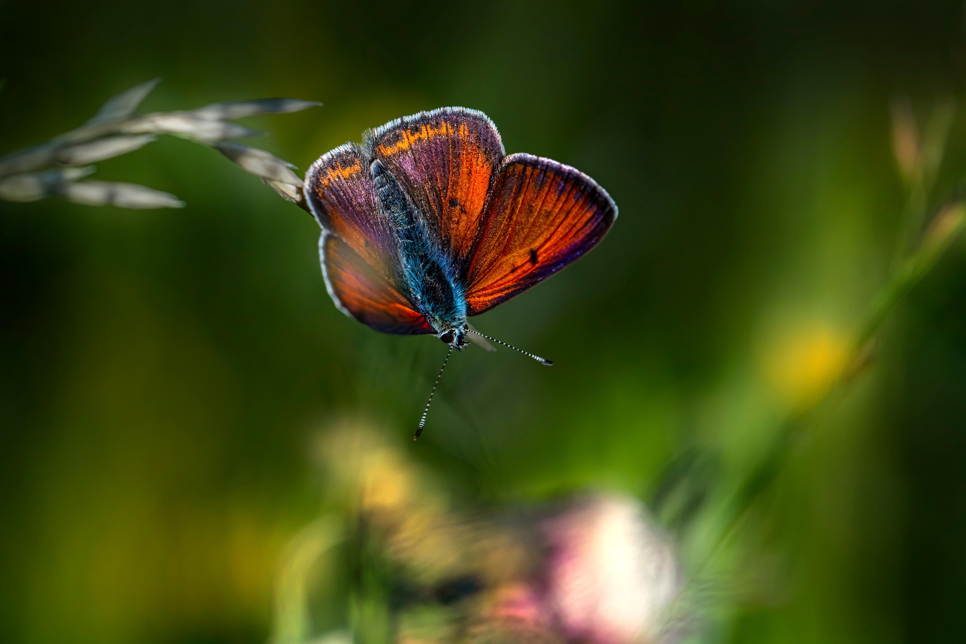 Purple-edged copper (Lycaena hippothoe)