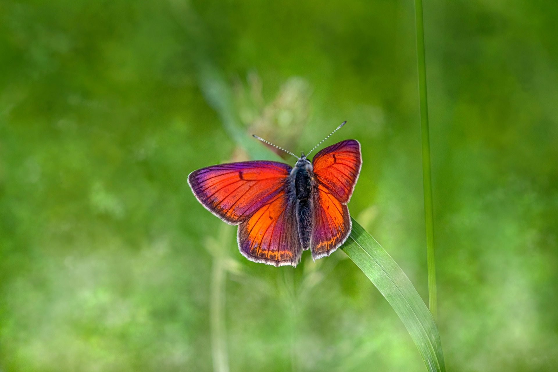 Purple-edged copper (Lycaena hippothoe)