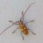 Rubber root borer (Batocera rubus)