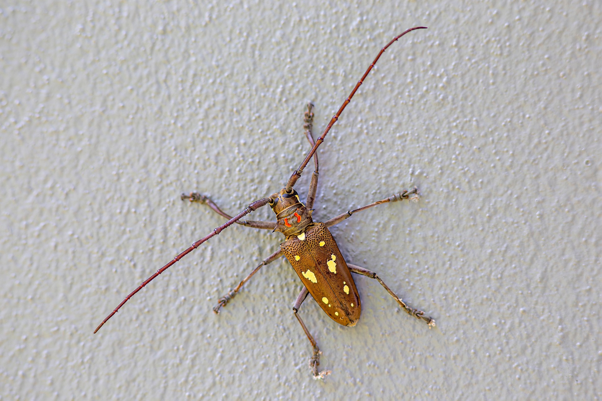 Rubber root borer (Batocera rubus)