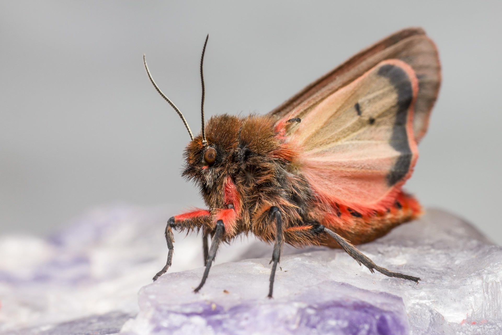 Ruby Tiger Moth (Phragmatobia fuliginosa)
