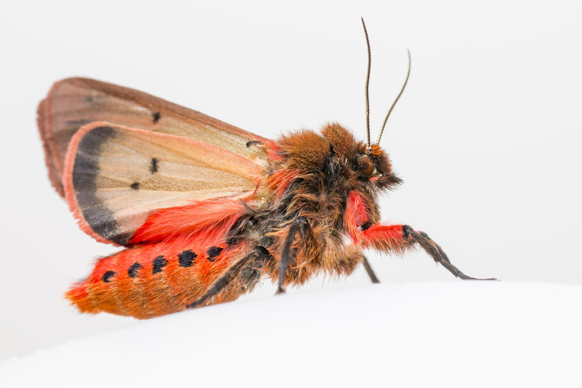 Ruby Tiger Moth (Phragmatobia fuliginosa)