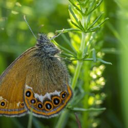 Scarce Heath (Coenonympha hero)