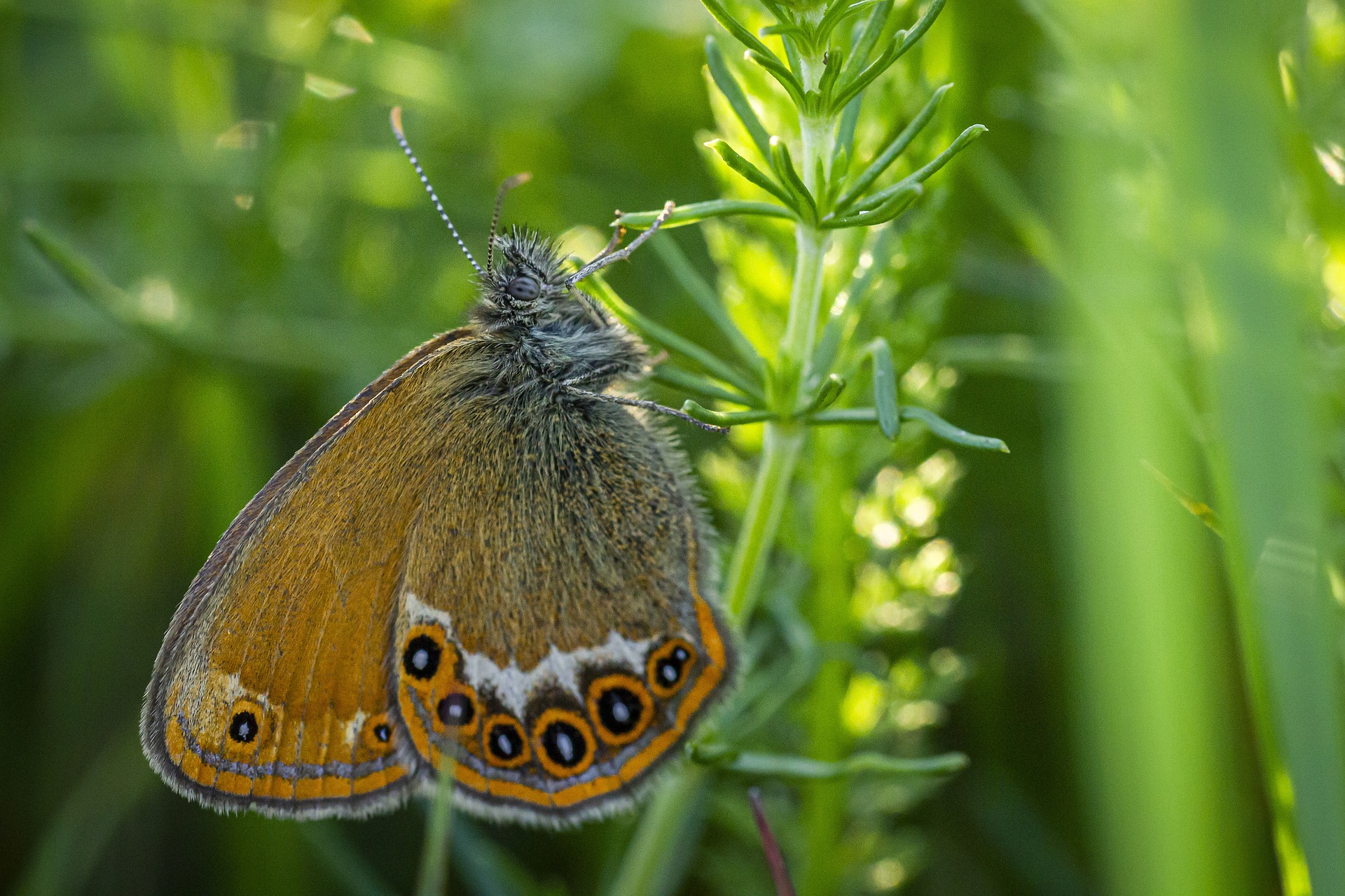Scarce Heath (Coenonympha hero)