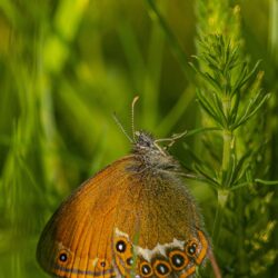 Scarce Heath (Coenonympha hero)