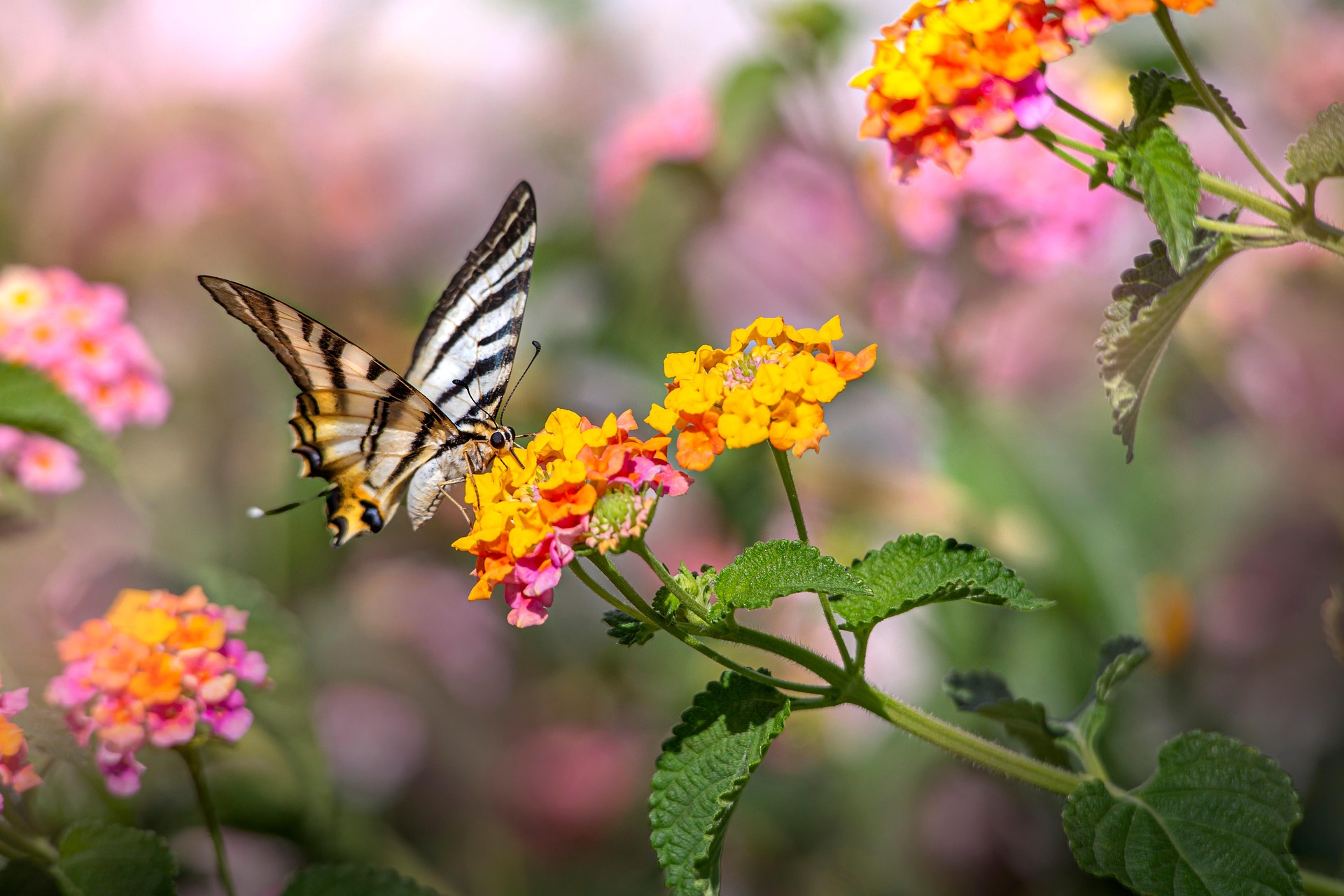 Scarce Swallowtail (Iphiclides podalirius)