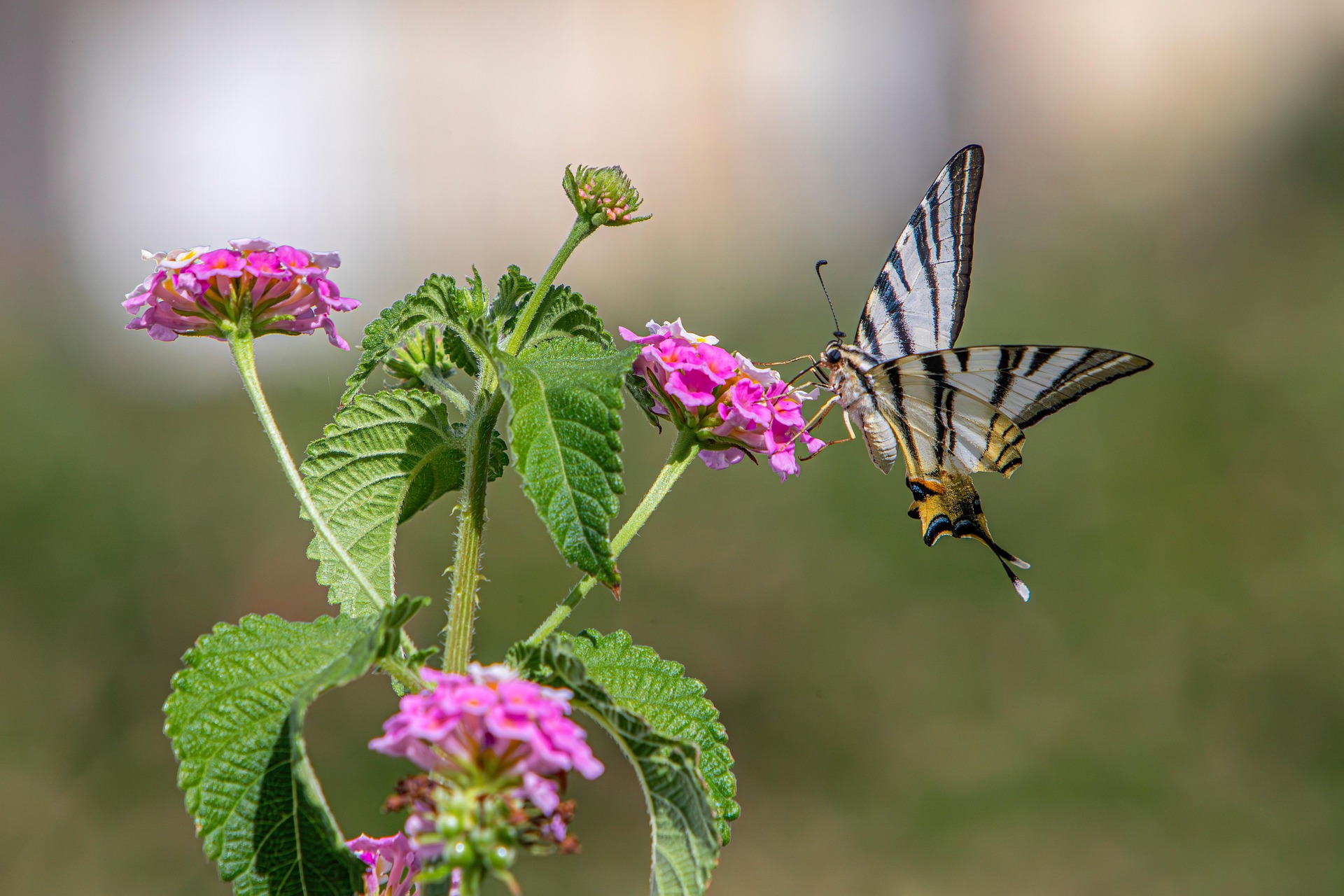 Scarce Swallowtail (Iphiclides podalirius)