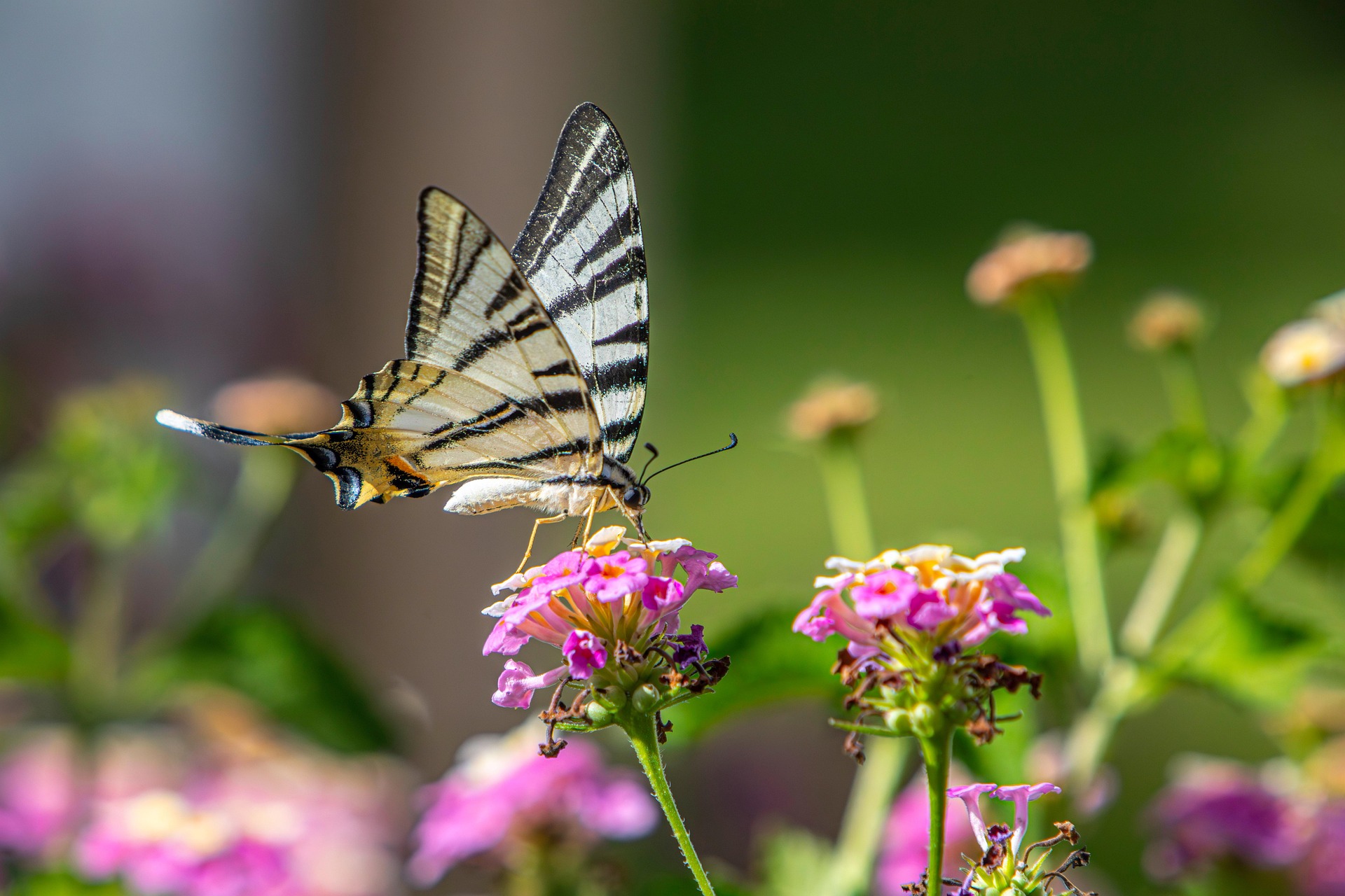 Scarce Swallowtail (Iphiclides podalirius)