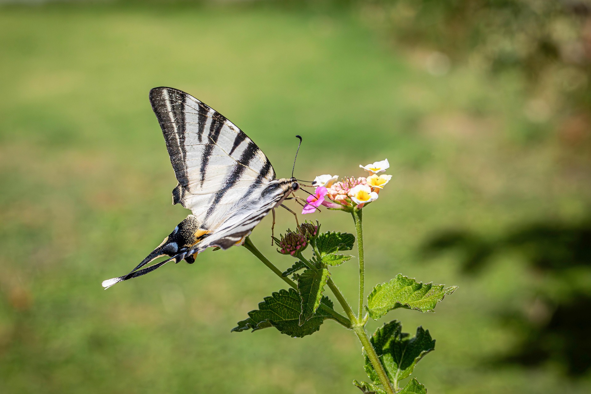 Scarce Swallowtail (Iphiclides podalirius)