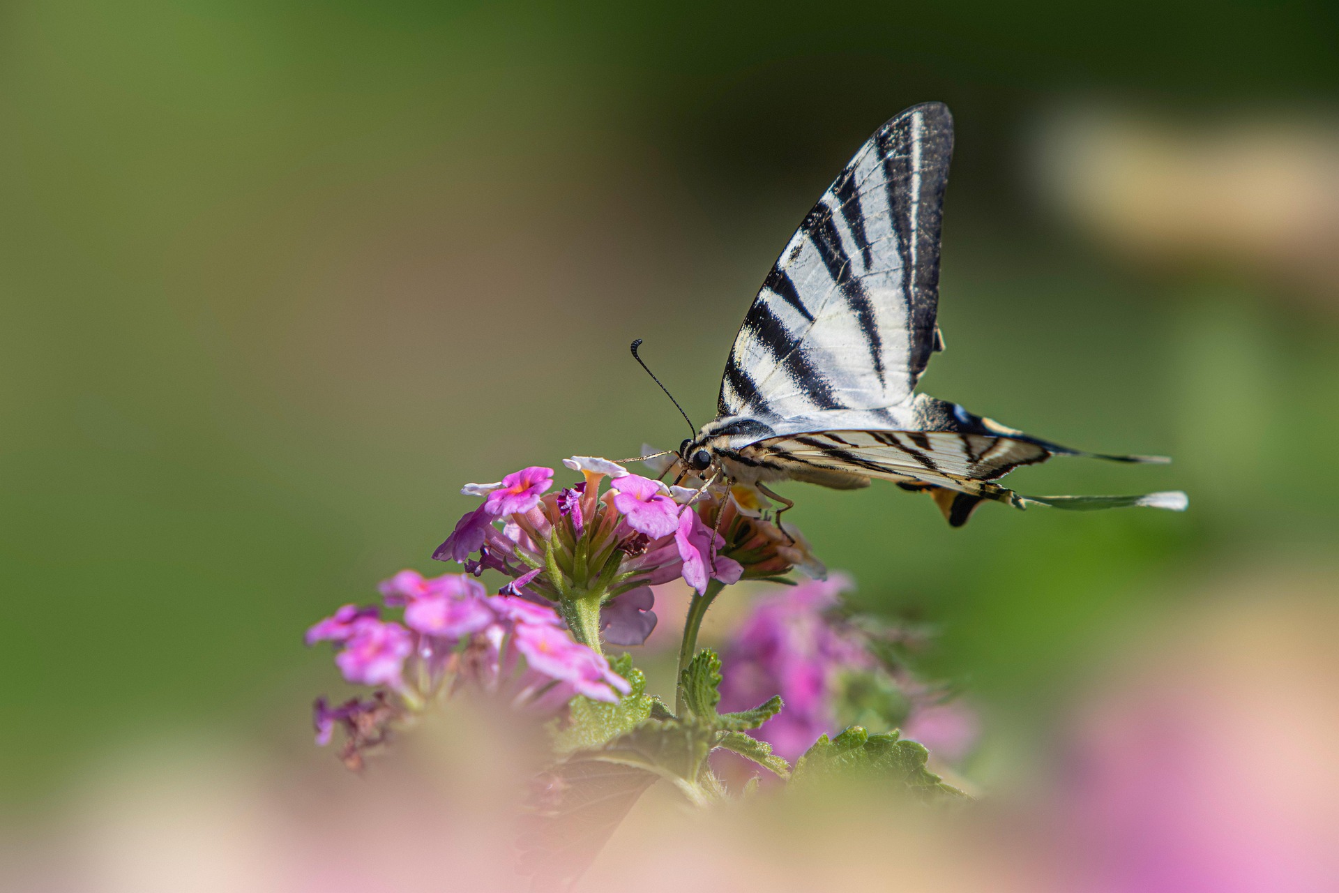 Scarce Swallowtail (Iphiclides podalirius)