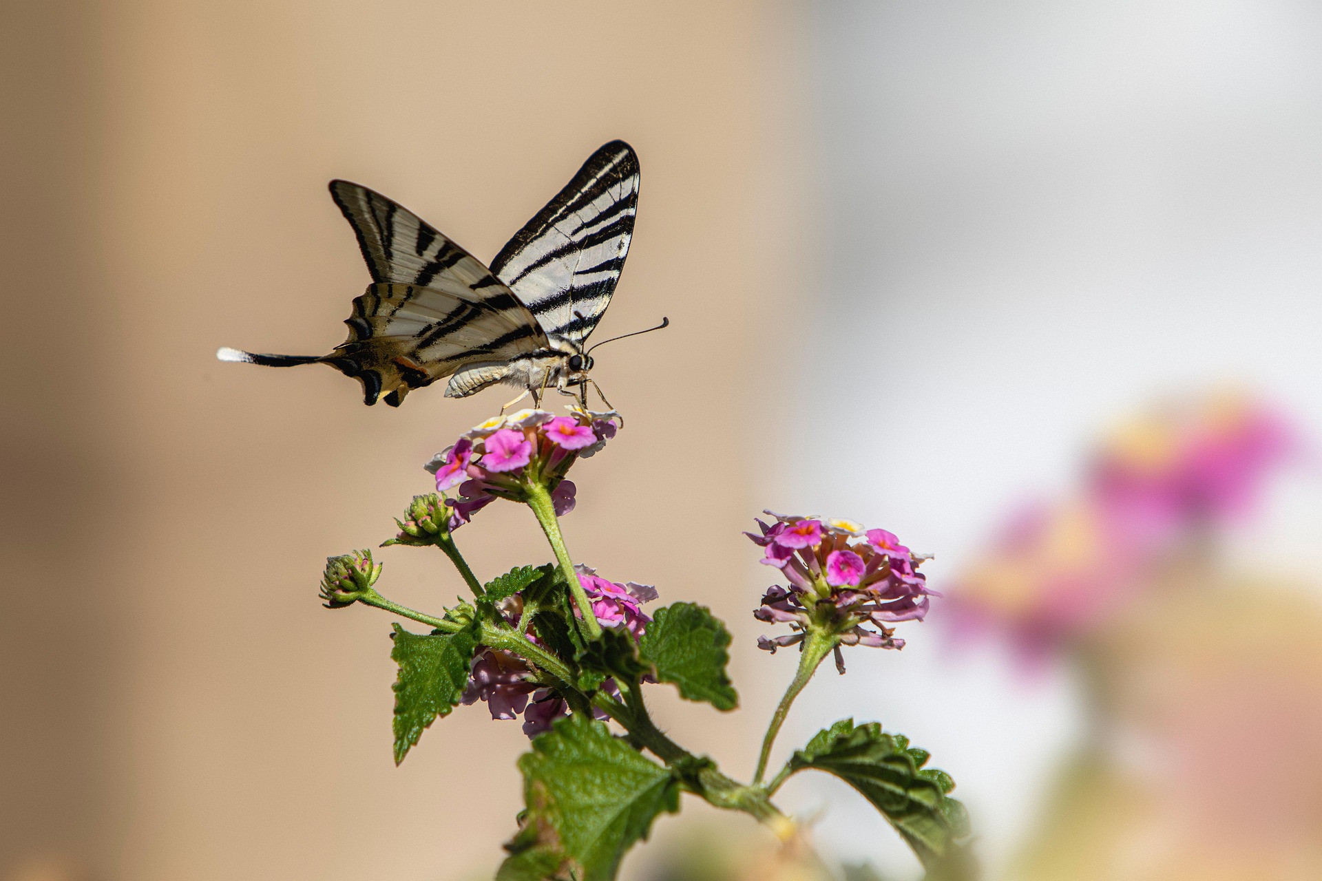 Scarce Swallowtail (Iphiclides podalirius)