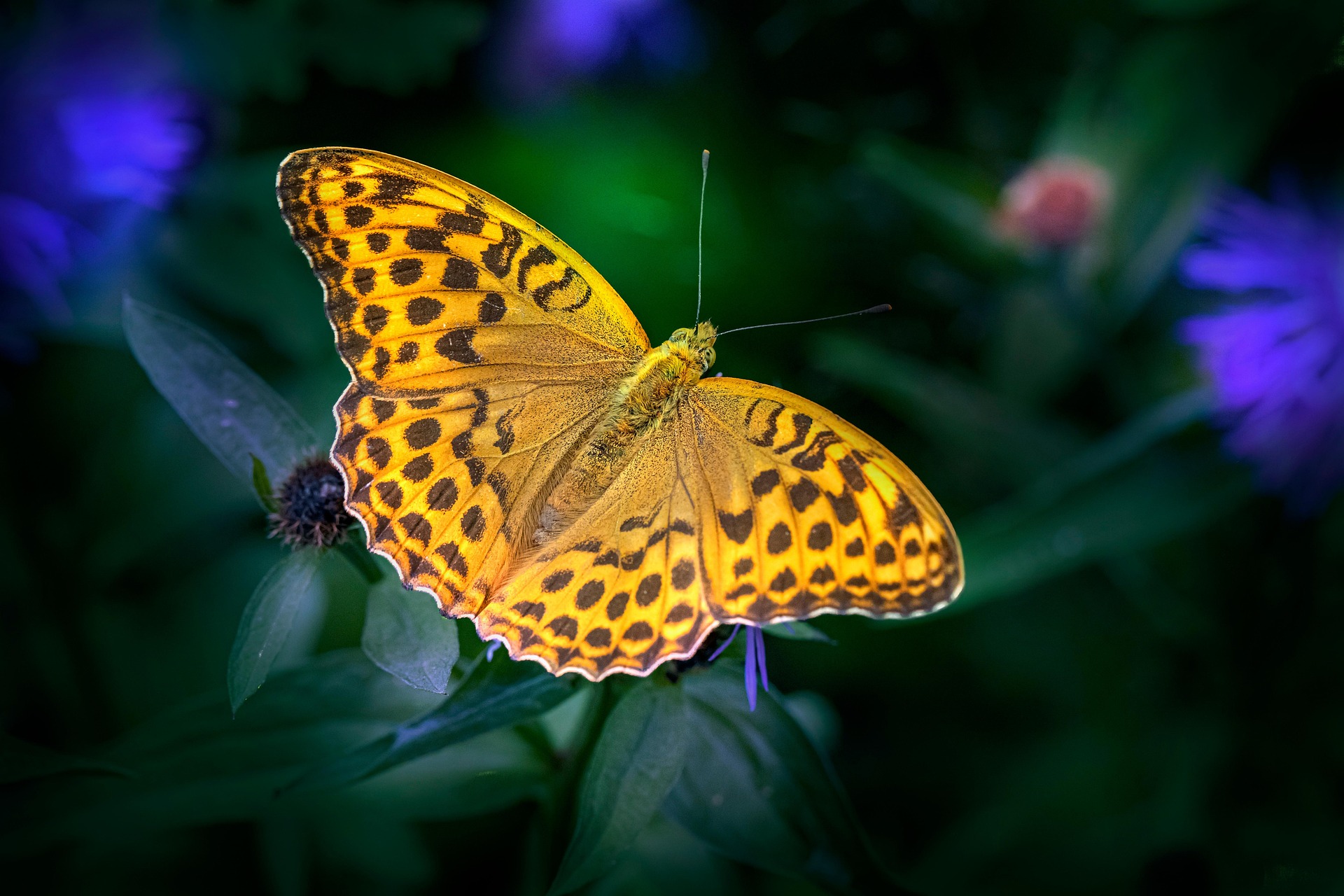 Silver-washed Fritillary (Argynnis paphia)