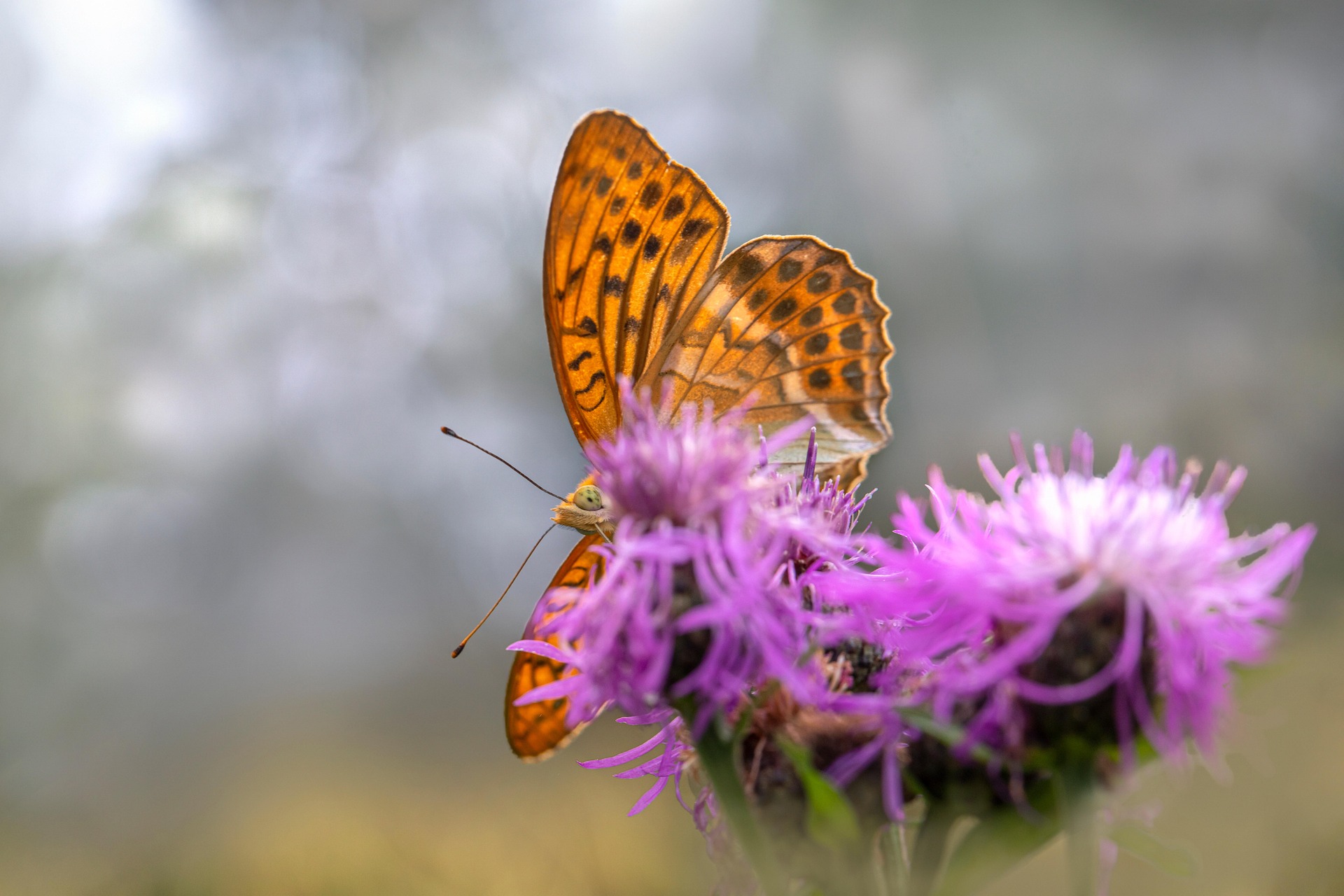 Silver-washed Fritillary (Argynnis paphia)