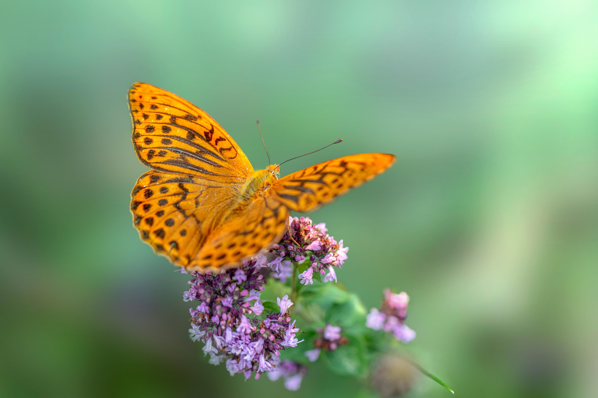 Silver-washed Fritillary (Argynnis paphia)