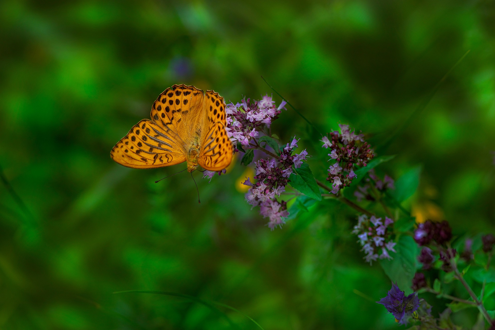 Silver-washed Fritillary (Argynnis paphia)
