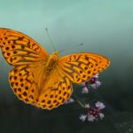 Silver-washed Fritillary (Argynnis paphia)
