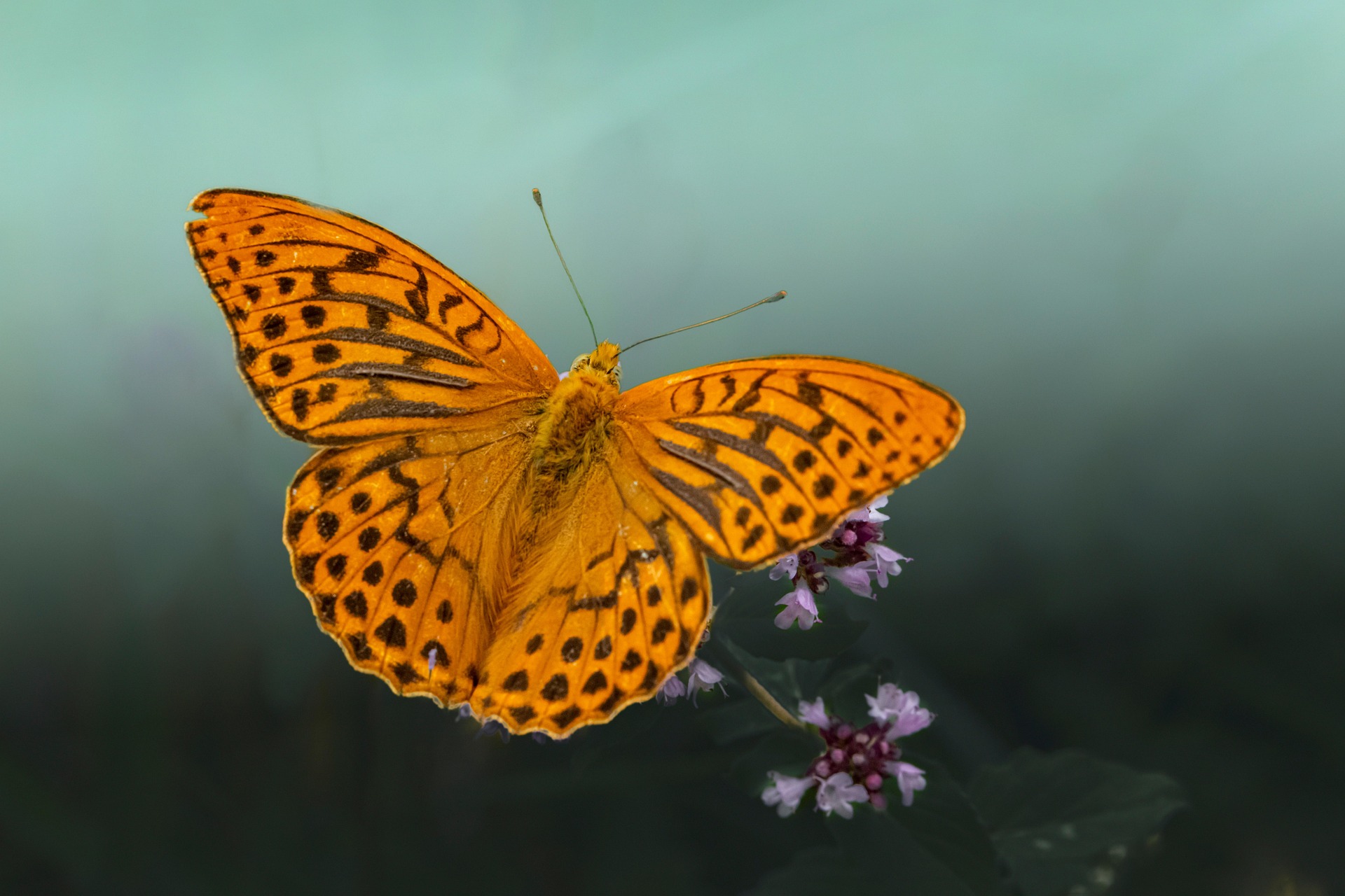 Silver-washed Fritillary (Argynnis paphia)